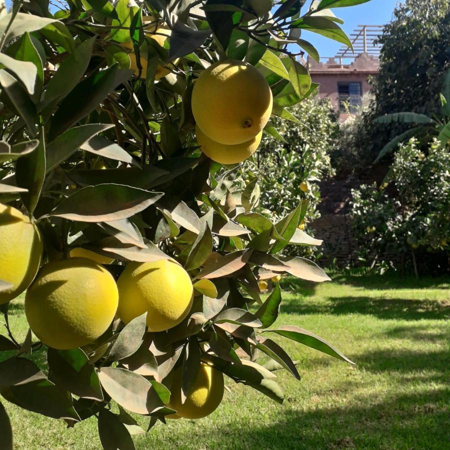 Ourika Timalizene Le Jardin Des Delices Hotell Tamezindert Exteriör bild